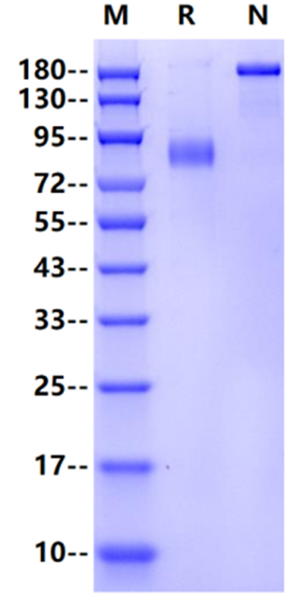 DLL-4 Fc Chimera Protein, Human