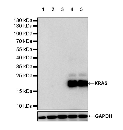 KRAS (mutated GQ60GK) + (mutated Q61K) Recombinant Rabbit mAb (S-604-4)