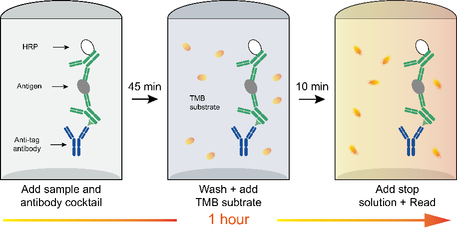 Human IL-6 OneStep ELISA Kit