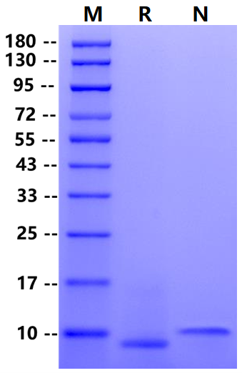 GRO alpha/CXCL1 Protein, Human