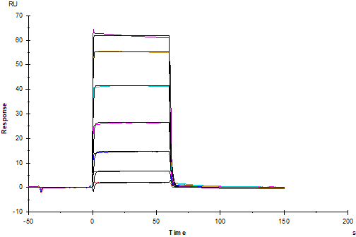 Tie-2 Fc Chimera Protein, Cynomolgus
