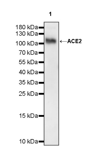 ACE2 Recombinant Rabbit mAb (S-1348-7)