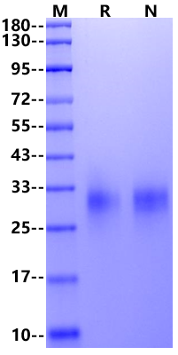 4-1BB/TNFRSF9 His Tag Protein, Rabbit