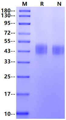 CD48/SLAMF2 His Tag Protein, Mouse