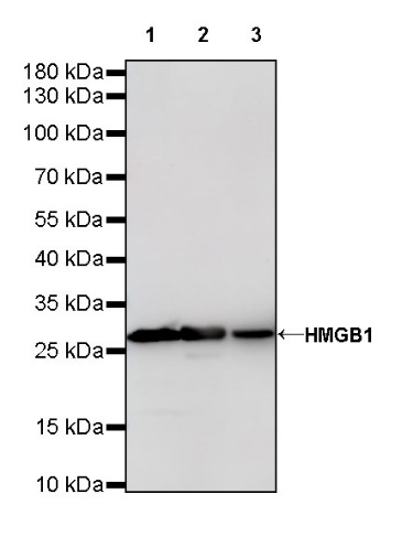 HMGB1 Recombinant Rabbit mAb (S-R305)