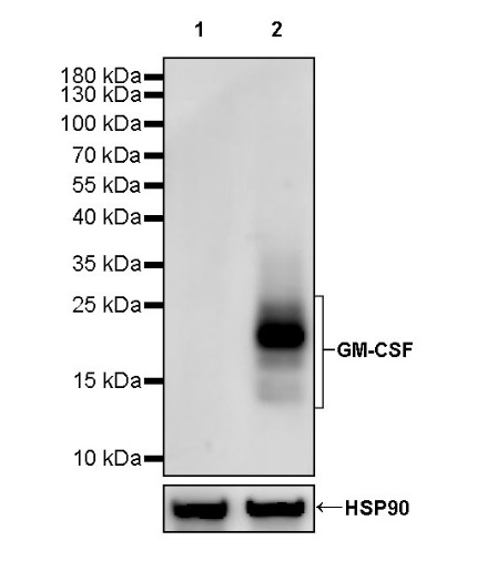 GM-CSF Recombinant Rabbit mAb (S-725-327)