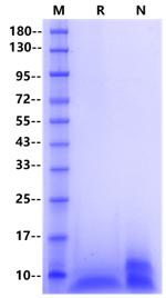 BD-5 Protein, Human