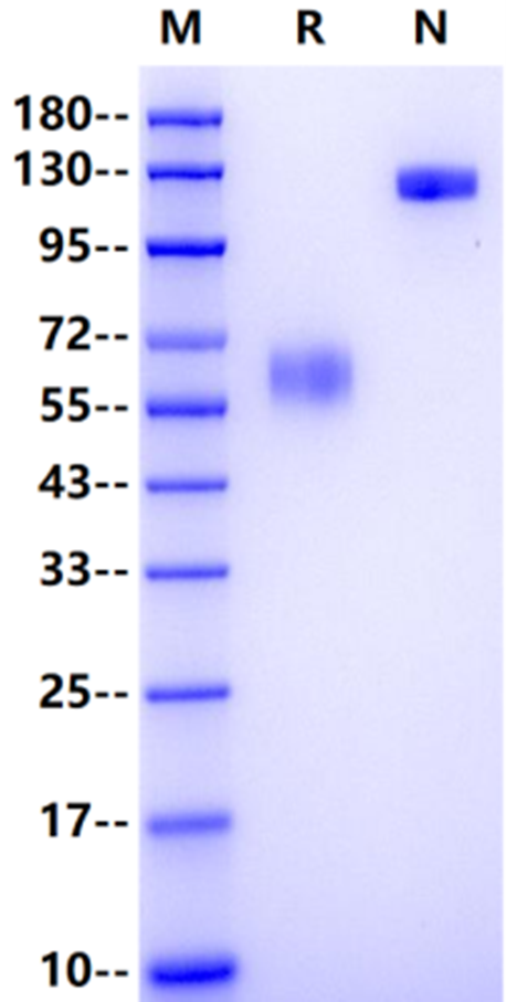 EMMPRIN/CD147 Fc Chimera Protein, Human