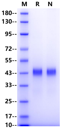 PILRα His Tag Protein, Human
