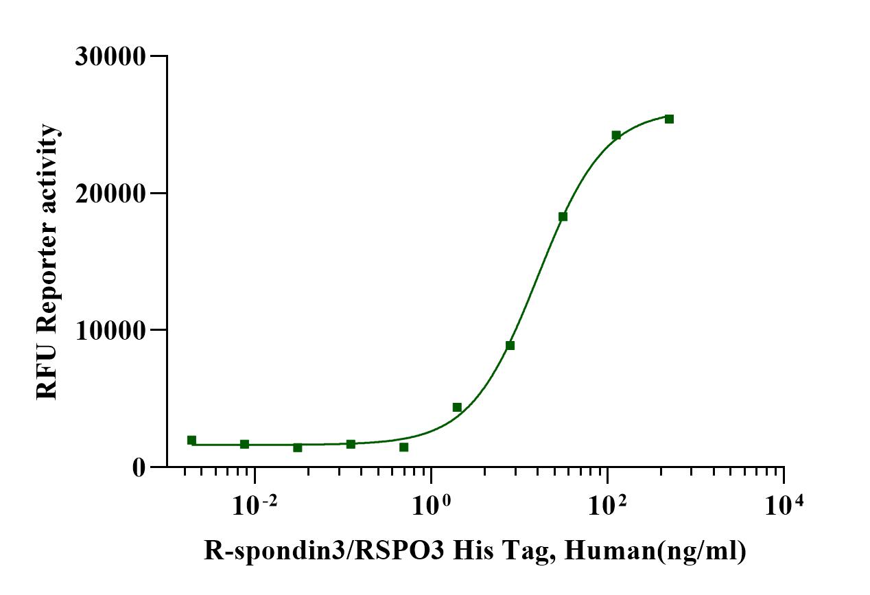 RSPO3 Protein, Human