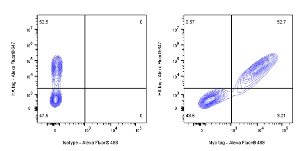 Myc tag Recombinant Rabbit mAb (Alexa Fluor® 488 Conjugate) (S-114-13)