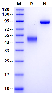 PVRIG Fc Chimera Protein, Cynomolgus