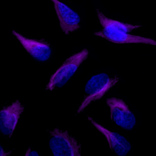 Vimentin Recombinant Rabbit mAb (Alexa Fluor® 700 Conjugate) (S-029-20)