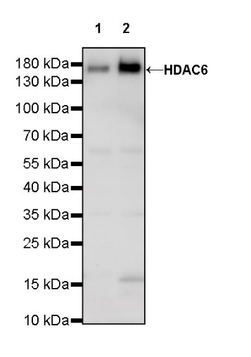 S-RMab®HDAC6 Recombinant Rabbit mAb (S-R338)