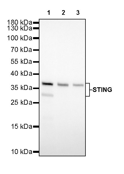 STING Recombinant Rabbit mAb (SDT-R150)