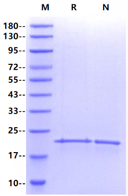 4-1BB Ligand/TNFSF9 His Tag Protein, Human
