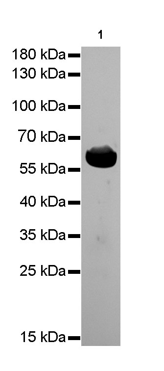 HSP60 Recombinant Rabbit mAb(SDT-R012)