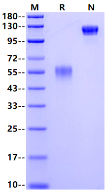 CD300f/LMIR3/IREM-1 Fc Chimera Protein, Human