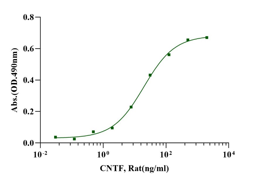 CNTF Protein, Rat