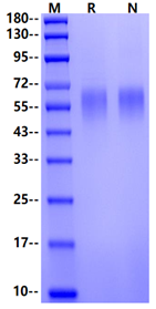 CD200R His Tag Protein, Human