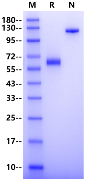 CD72 Fc Chimera Protein, Human