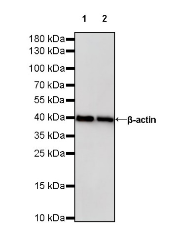 Goat Anti-Rabbit IgG mAb, HRP