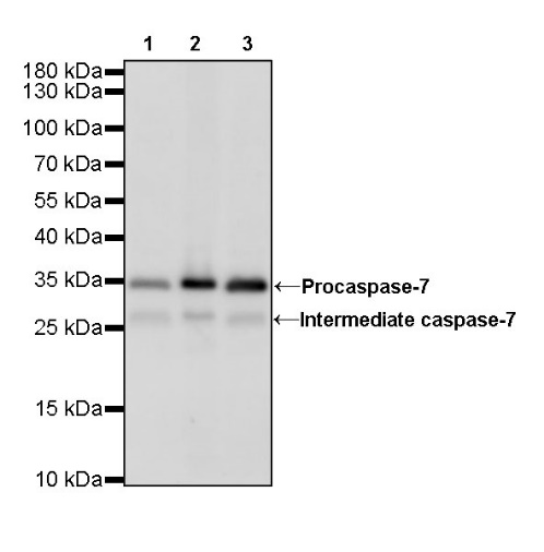 Caspase-7 Recombinant Rabbit mAb (S-R254)