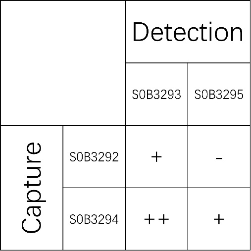 GDF-15 Recombinant Rabbit mAb (SDT-1012-69)