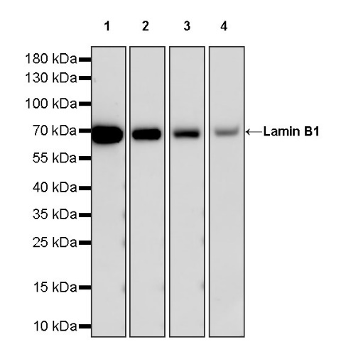 Lamin B1 Recombinant Rabbit mAb (HRP Conjugate) (SDT-307-108)