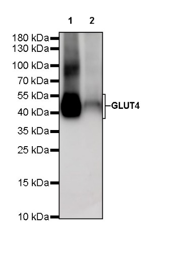GLUT4 Recombinant Rabbit mAb (S-584-50)