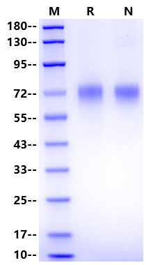 LILRA3 His Tag Protein, Human