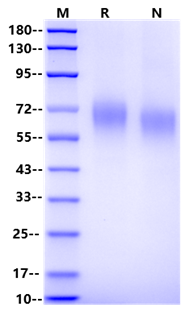 CD155/PVR His Tag Protein, Human