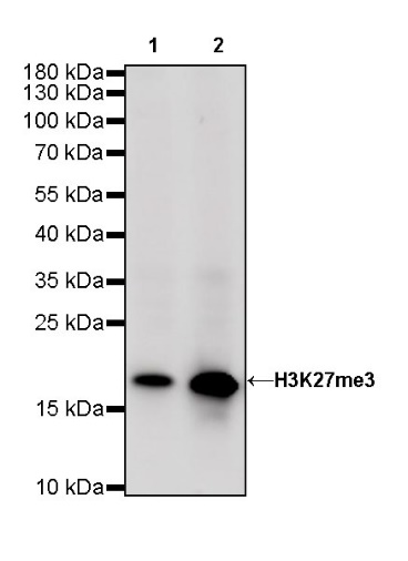 Histone H3 (tri methyl K27) Recombinant Rabbit mAb (SDT-431-118)