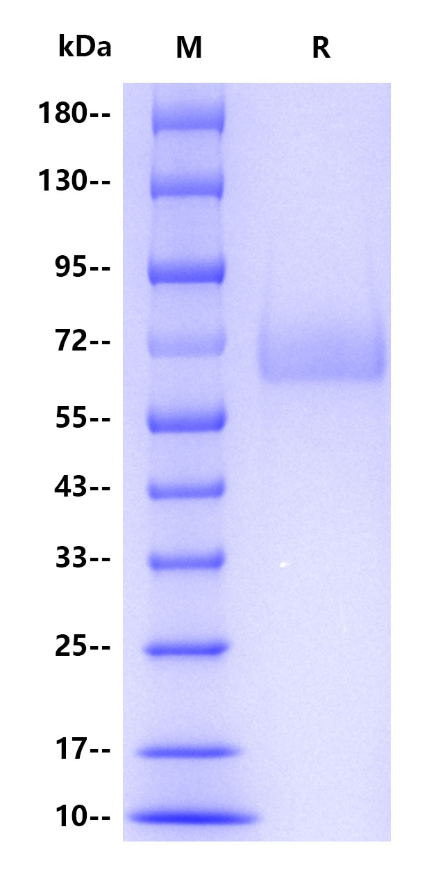 Human GP73, His tag