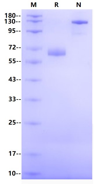 LILRA5/CD85f/ILT11 Fc Chimera Protein, Human