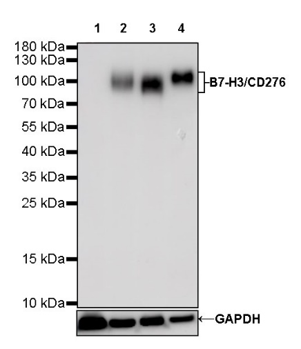 B7-H3 Recombinant Rabbit mAb (SDT-249-26)