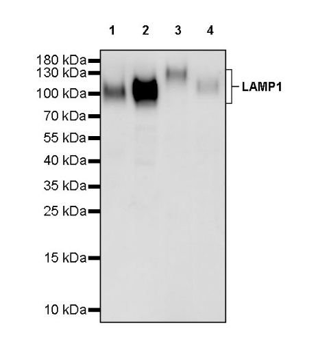 LAMP1 Recombinant Rabbit mAb (S-952-18)