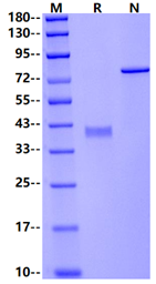 GDF-15 Protein, Human