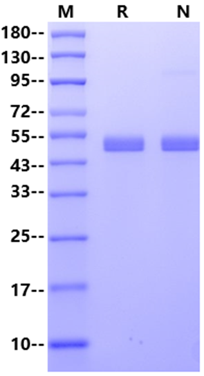 SerpinF1/PEDF His Tag Protein, Mouse