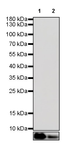 Rabbit mAb IgG Isotype Control (S-240-1)