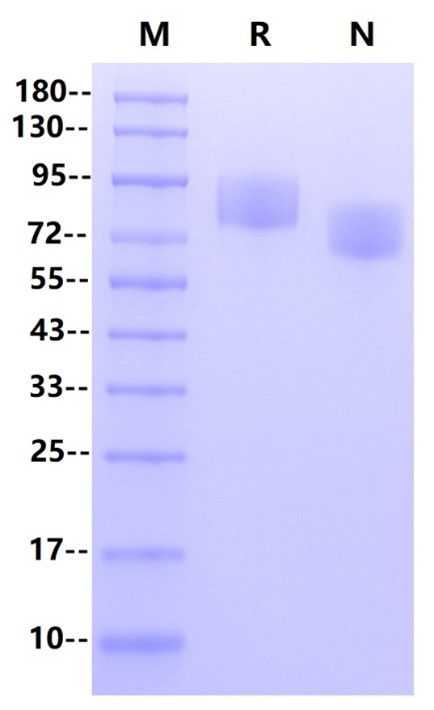 Siglec-4a His Tag Protein, Human