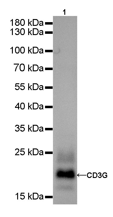CD3G Recombinant Rabbit mAb(SDT-042-18)