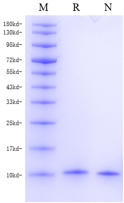 Cholera Toxin B subunit （CTB)