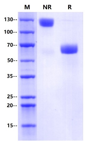 PD-1 Fc Chimera Protein, Human