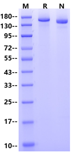 Spike Trimer (Omicron/XBB.1.5) His Tag Protein, SARS-CoV-2