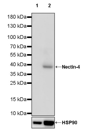 Nectin-4 Recombinant Rabbit mAb (SDT-277-326)