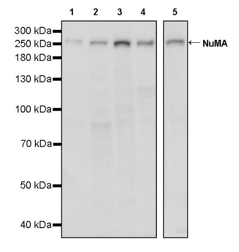 NuMA Recombinant Rabbit mAb (SDT-474-241)