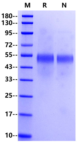 Galectin-9 His Tag Protein, Human