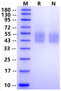 Biotinylated 2B4/CD244 Avi&His Tag Protein, Human