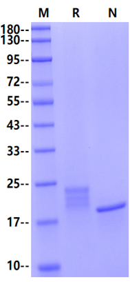 IFN-α4/IFNA4 Protein, Human